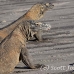 dragon_komodo_hsb_rinca_h_0733_kom2507.jpg